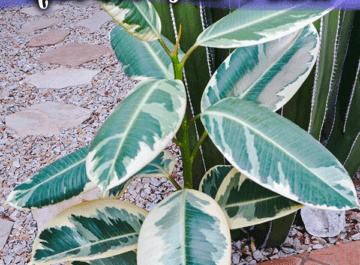 close up of a variegated rubber plant rubber tree in front of a cactus the text reads how to prune & plant an air layered rubber tree plant