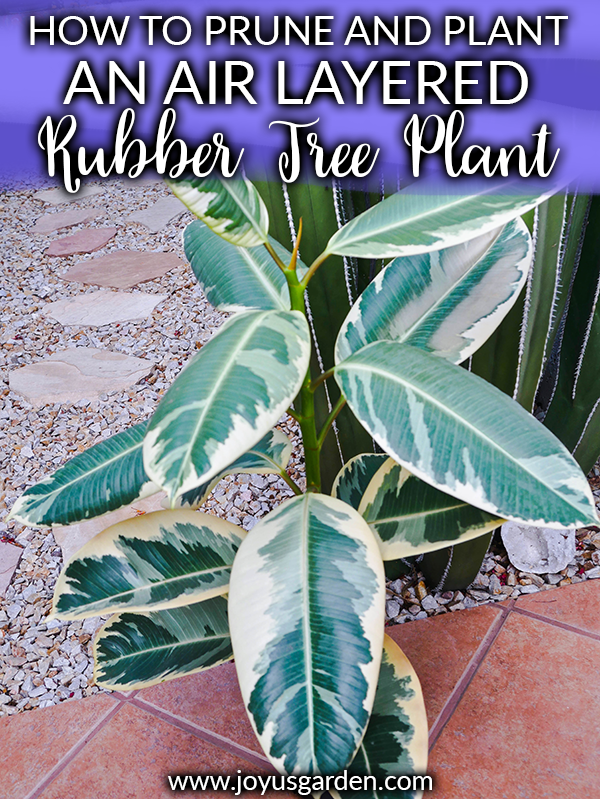 close up of a variegated rubber plant rubber tree in front of a cactus the text reads how to prune & plant an air layered rubber tree plant