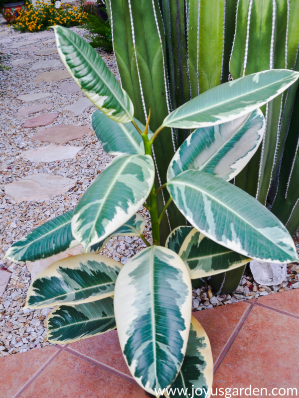 close up of an air layered Variegated Rubber Plant rubber tree in front of a large cactus