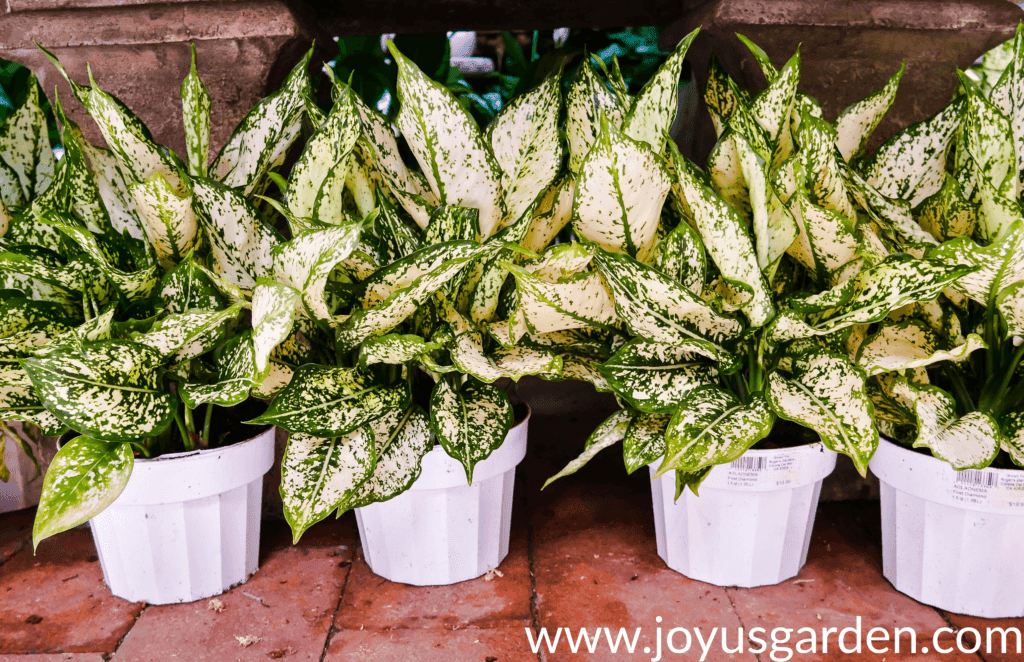 4 aglaonema first diamonds in white grow pots sit on the floor in a row