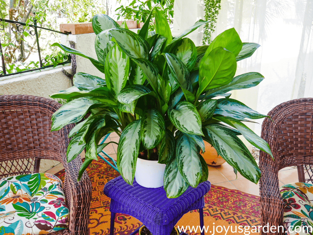 a large aglaonema silver bay sits on a table in between a wicker patio chairs