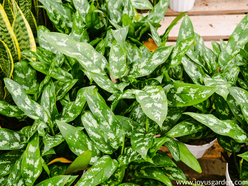 agalonema chinese evergreen marias sit on a table next to snake plants