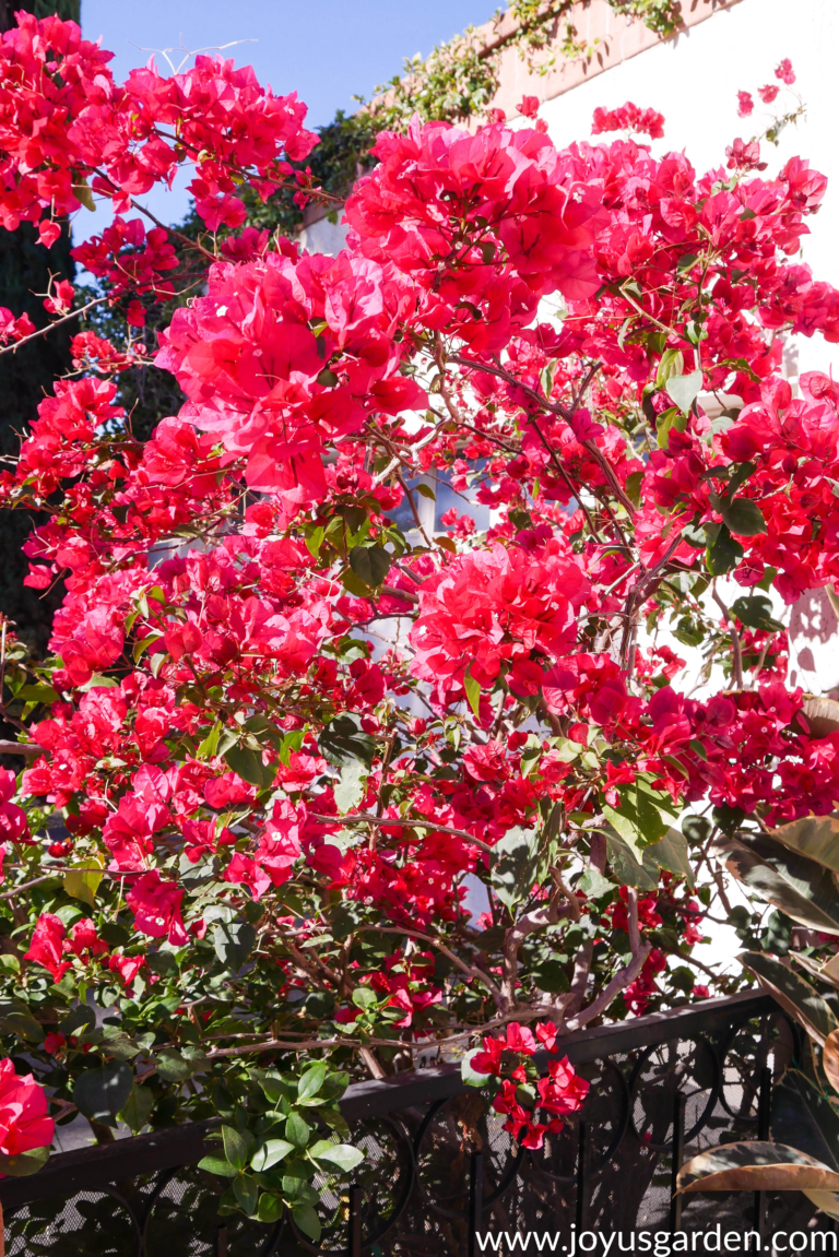 Pruning Bougainvillea In Summer (Mid-Season) To Encourage More Bloom