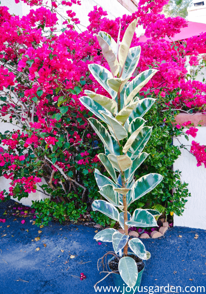 a tall narrow variegated rubber plant sits in front of a colorful pink/magenta bougainvillea