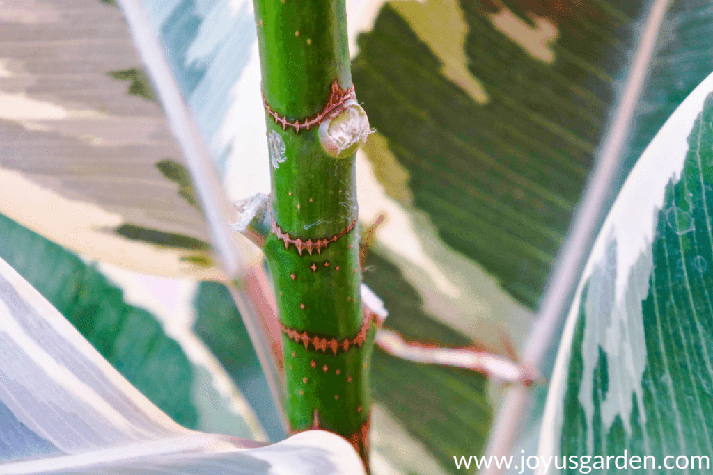 close up of 3 leaves removed from a variegated Rubber Plant rubber tree