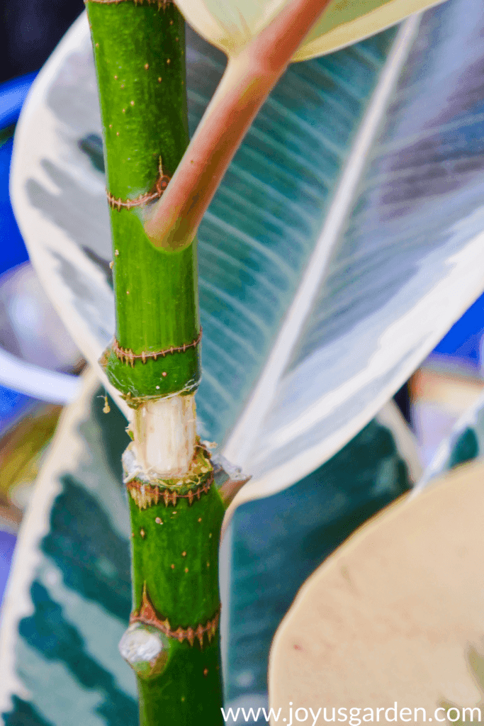 close up of an cut made for air layering on a Rubber Plant rubber tree