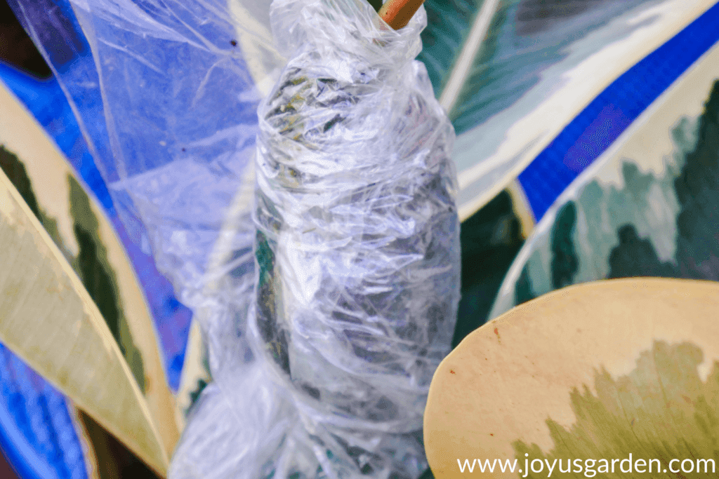 close up of an air layering ball wrapped in plastic on a houseplant