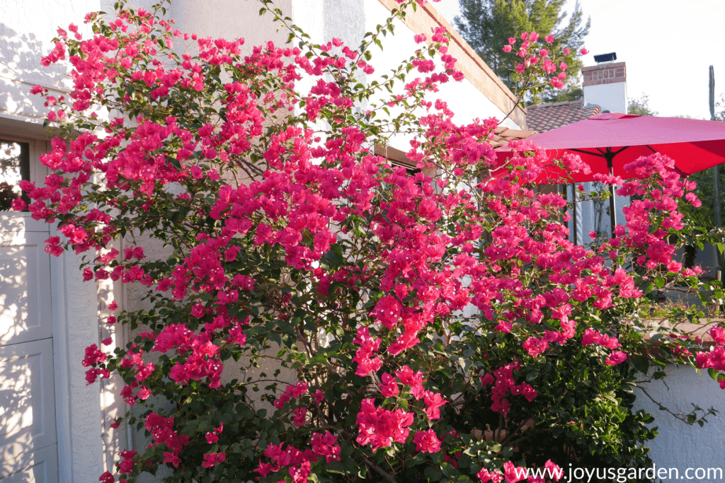 vibrant red/pink bougainvillea barbara karst in full bloom against a white building with a red patio umbrella behind.