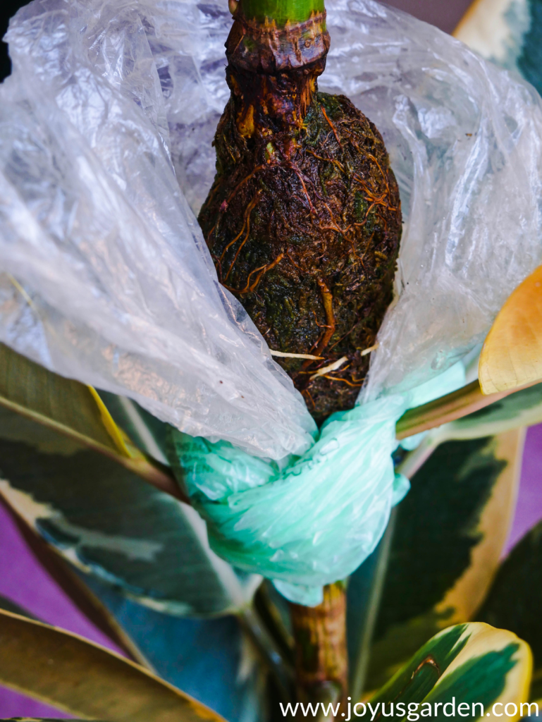 an air layering ball partially wrapped in plastic on the stem of a variegated rubber plant rubber tree