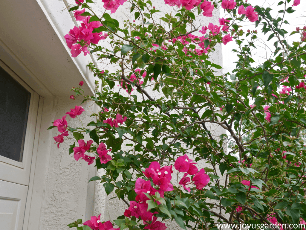 close up of bougainvillea barbara karst with red/pink flowers before pruning