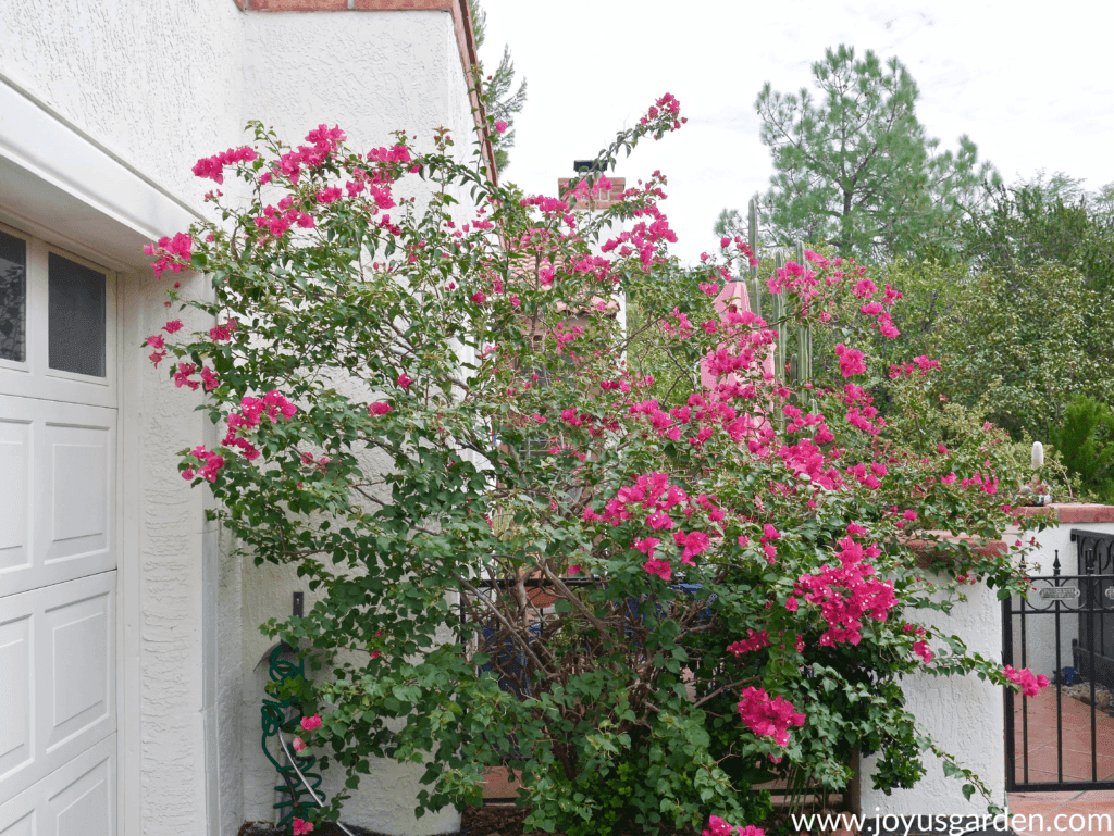 a bougainvillea with red/pink flowers is growing next to a white house 