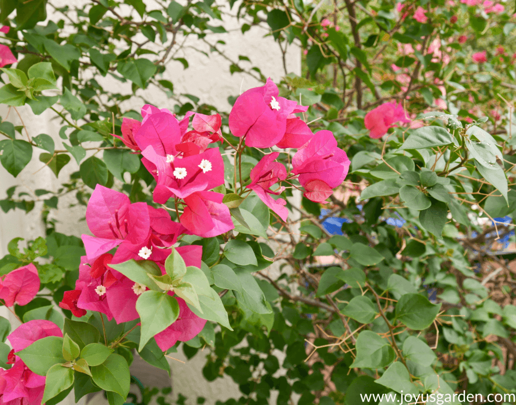 close up of pink/red bougainvillea barbara karst flowers