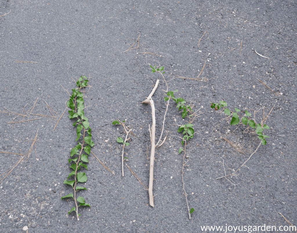 bougainvillea stems & branches which have been pruned out lay on an asphalt driveway