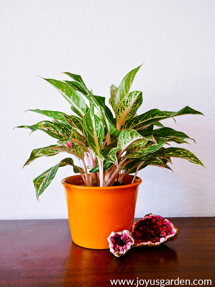 Chinese Evergreen Care and Growing Tips