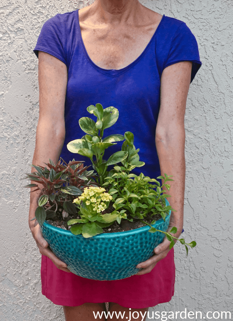 Dish Gardening 101: Designing, Planting & Care