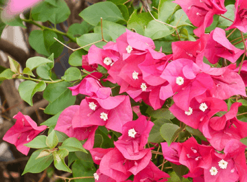 close up of red-pink bougainvillea flowers the text reads how to prune bougainvillea