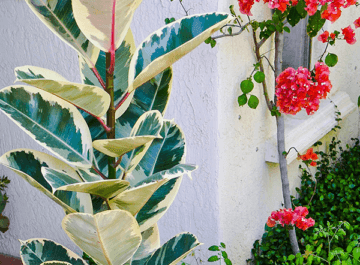 close up of a tall narrow variegated rubber plant rubber tree the text reads how to propagate a rubber tree plant