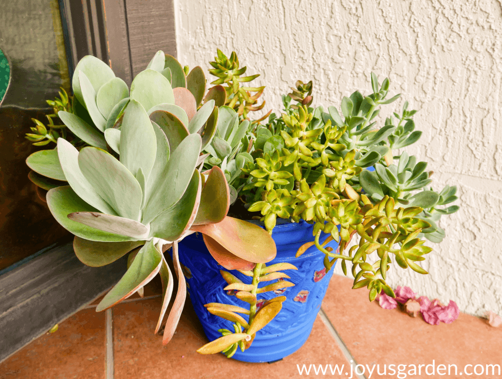 a mature mixed succulent planting in a blue pot