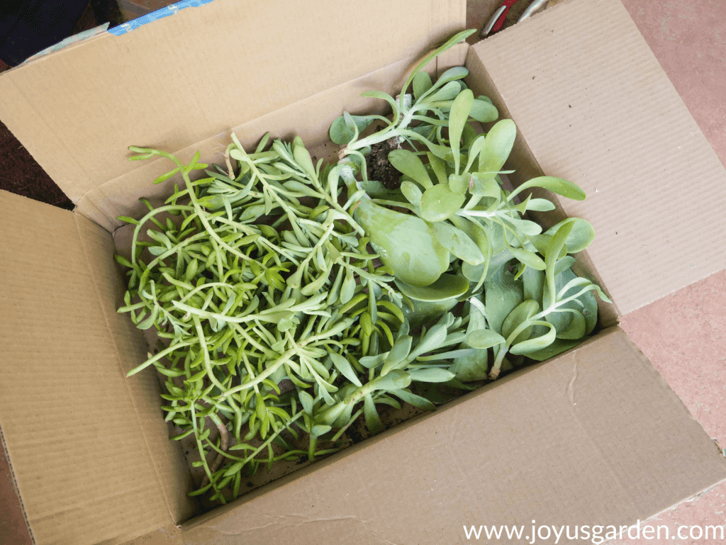 a box full of succulent cuttings