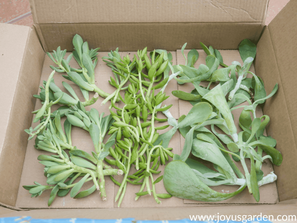 3 different types of succulent cuttings lined up in a box.