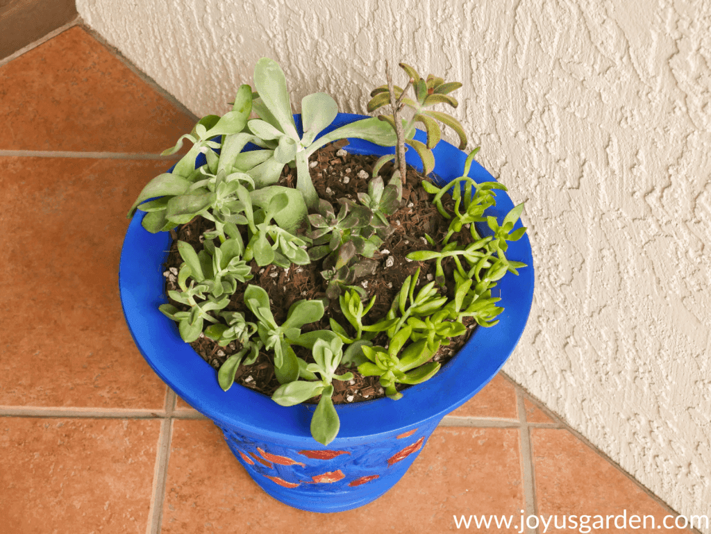 Looking down on newly planted succulent cuttings in a blue pot growing outdoors.