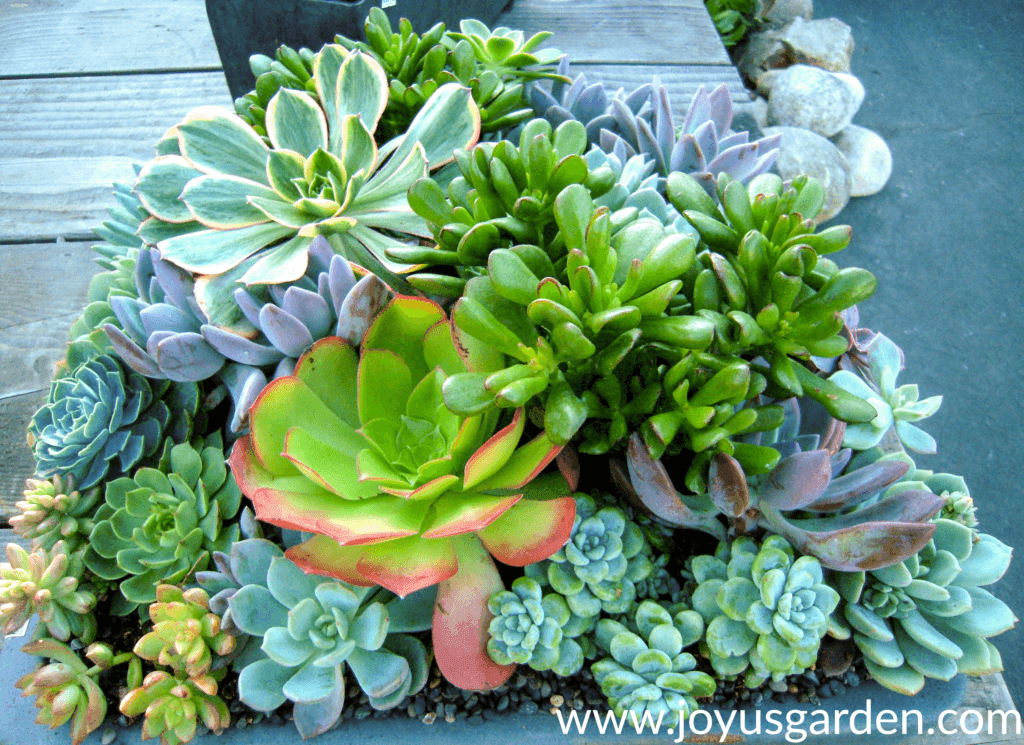 Close up of a beautiful mixed succulent planting with different colors & foliage types.