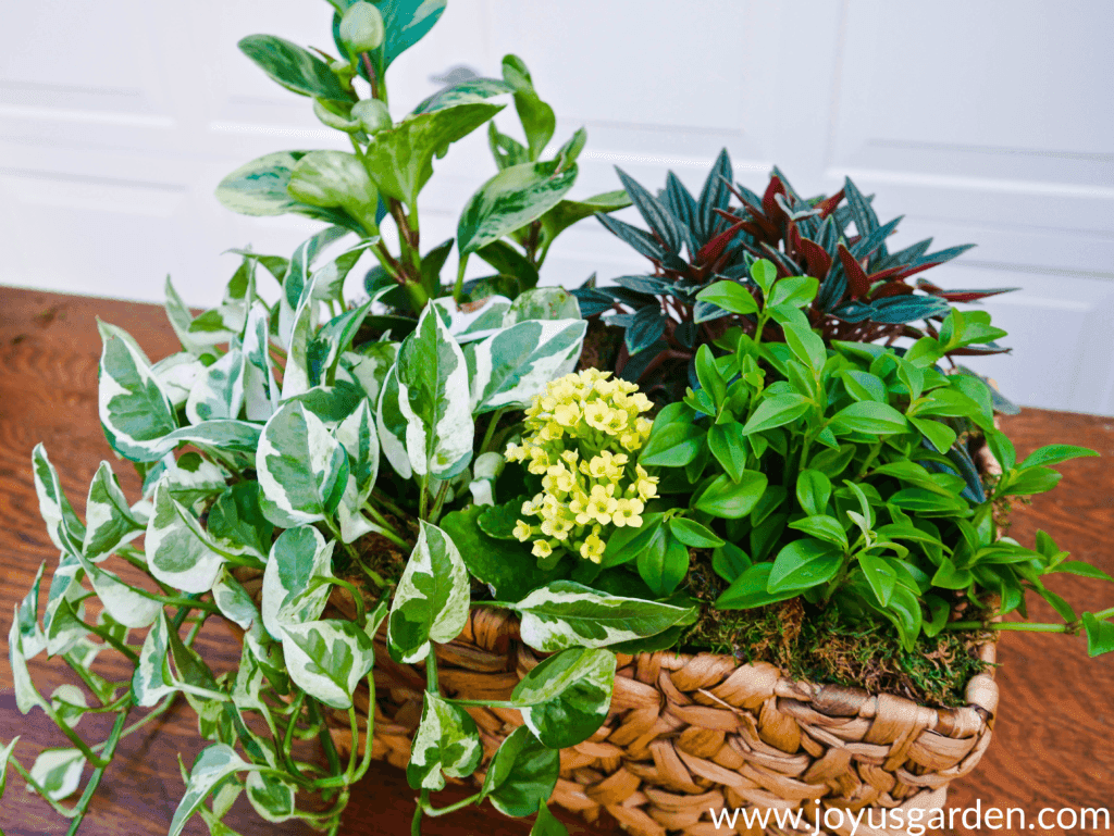 close up of a dish garden with a variety of plants in a rectangular basket