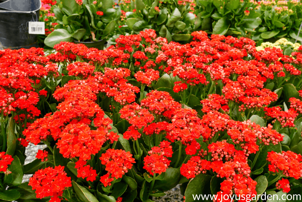 Bright kalanchoes