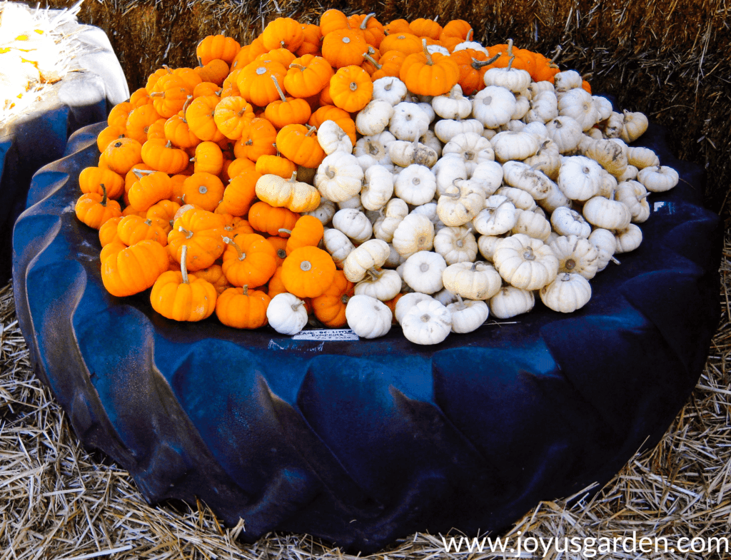 Adorable orange and white pumpkins displayed in a large tire