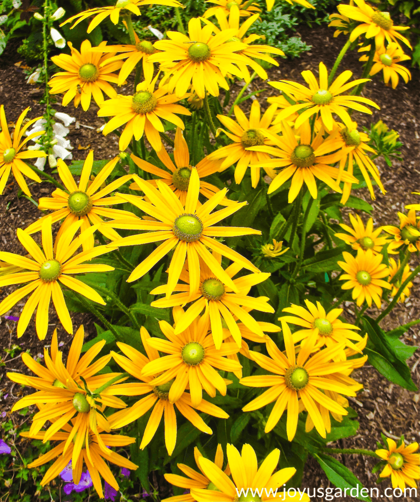 Beautiful and bright yellow Rudbeckias