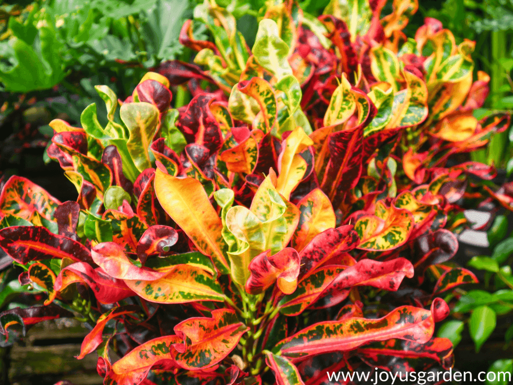 Colorful Croton Mammy