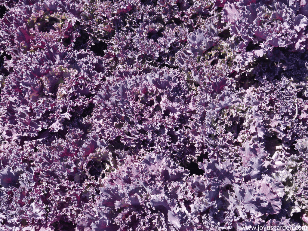 ornamental kale