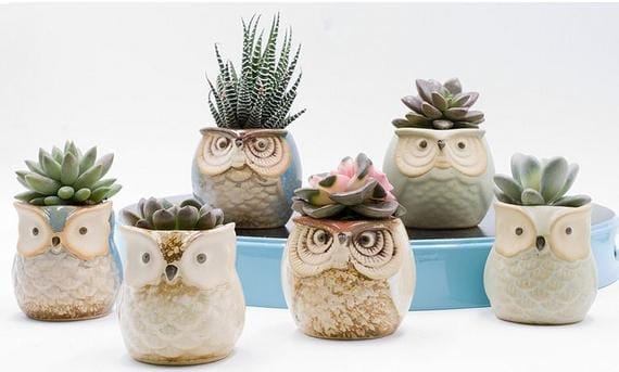 6 cute owl pots with succulents in them