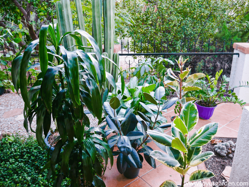 a variety of houseplants outside on a tile walkway