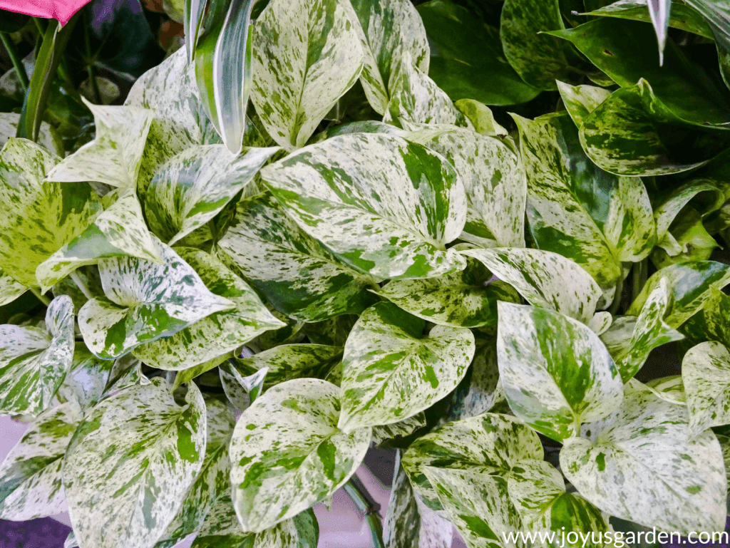 close up of a pothos marble queen with lots of white variegation in the leaves