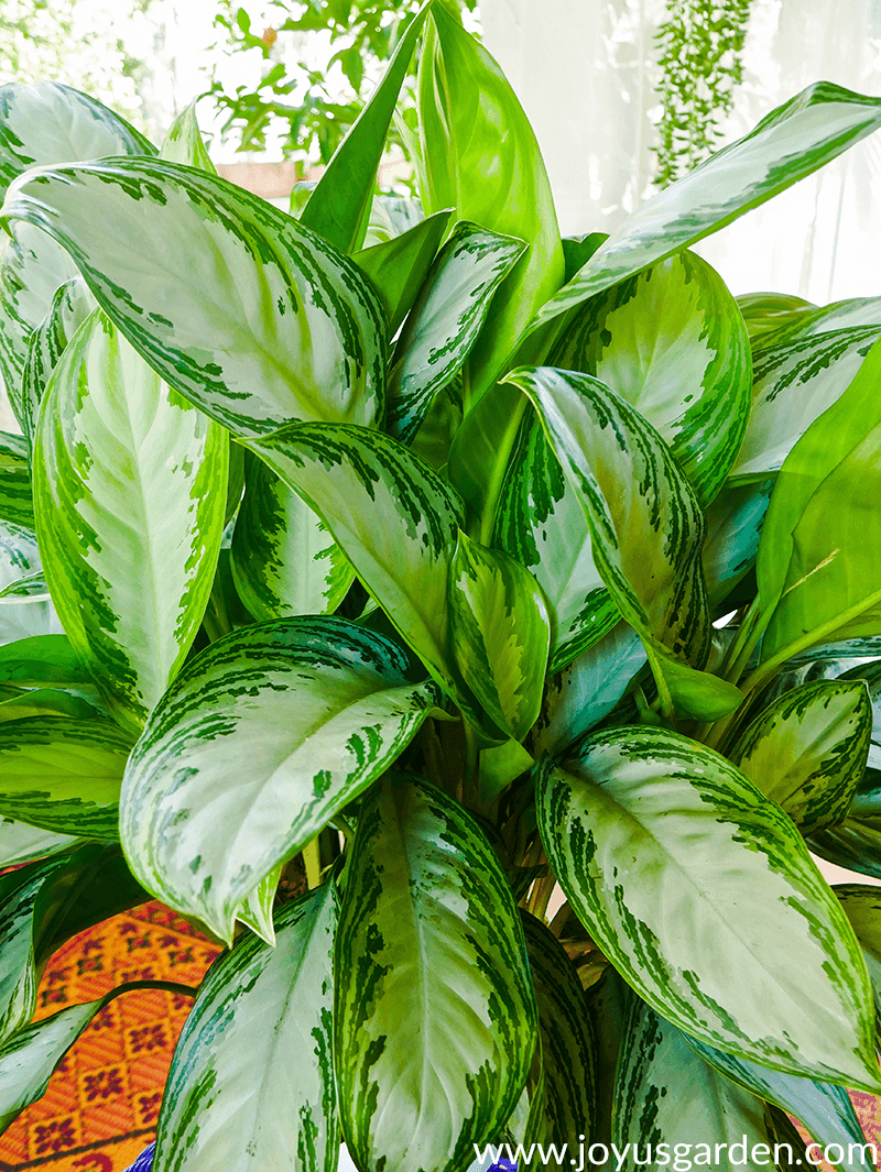 How I Feed My Houseplants Naturally With Worm Compost How I Feed My Houseplants Naturally With Worm Compost