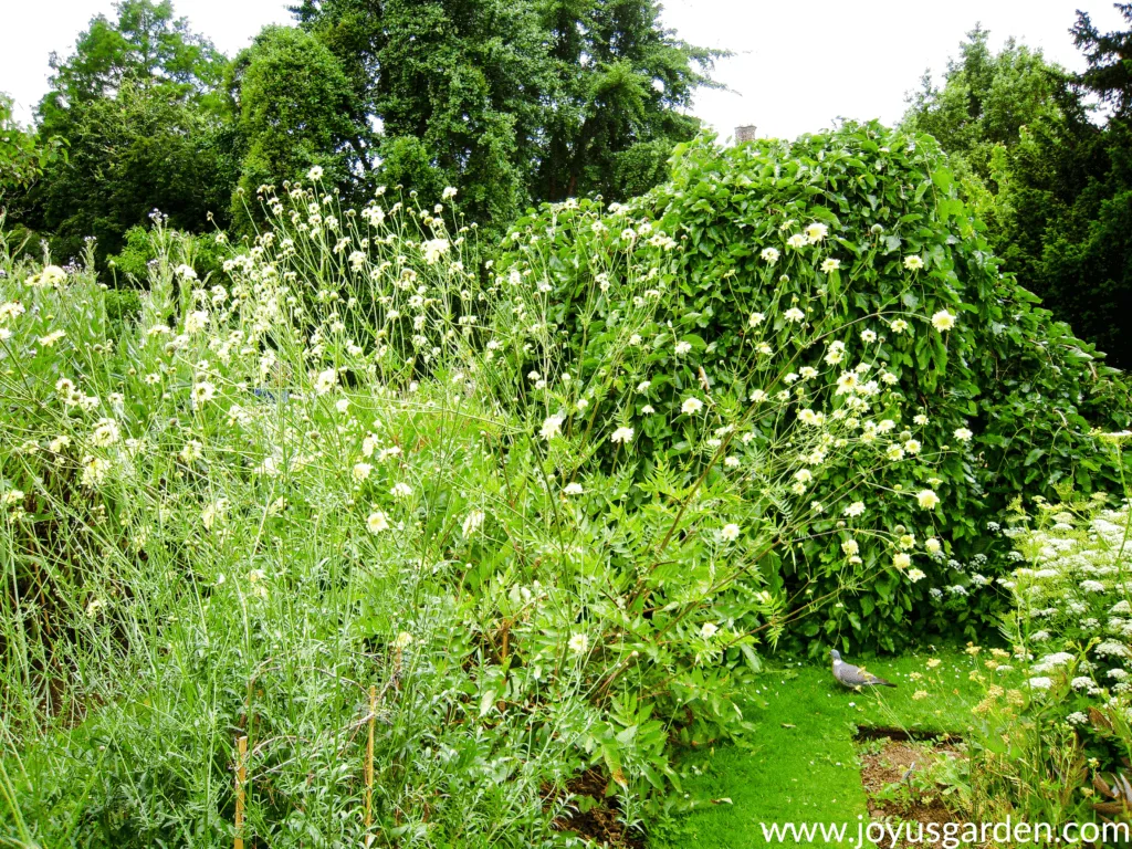 Garden with green trees & shrubs