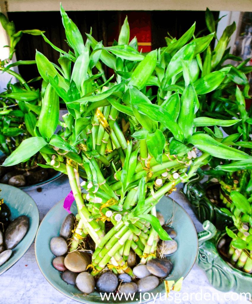 Lucky Bamboo được trồng trong một cái đĩa nông với những viên sỏi mịn