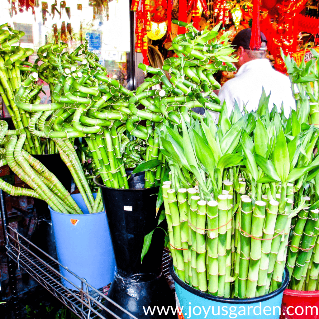 Đây là cách bán từng thân cây (thân, cành) của Lucky Bamboo.