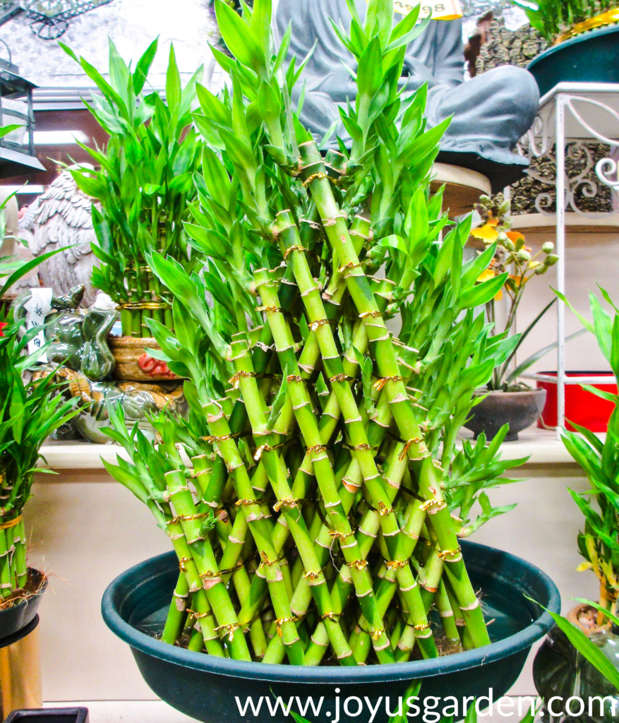 lucky bamboo stalks trained to grow in an intricate, crossing over, triangular shape