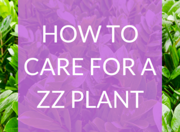 ZZ Plant Care Tips