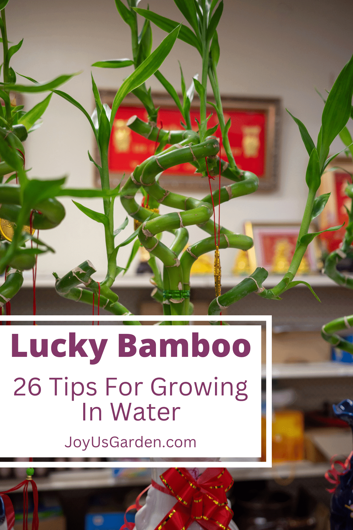 Lucky Bamboo In Water 26 Growing Tips (2024 Guide)