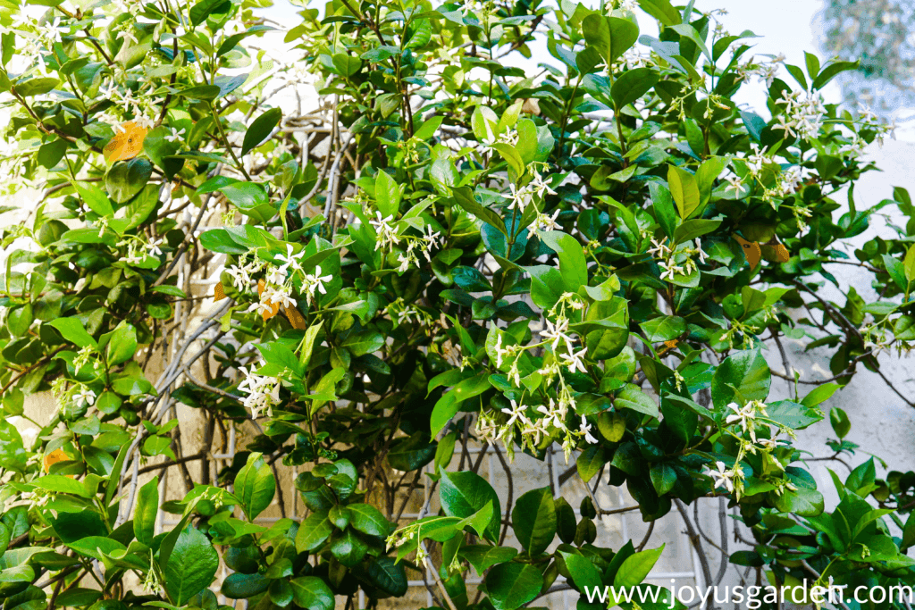 close up of star jasmine confederate jasmine vine in bloom with white flowers against a white wall