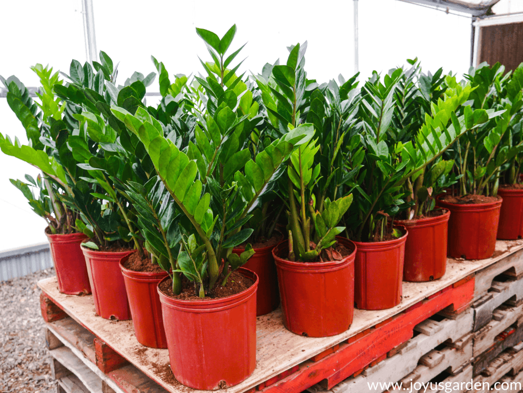 many zz plants in orange grow pots on stacked pallets in a greenhouse