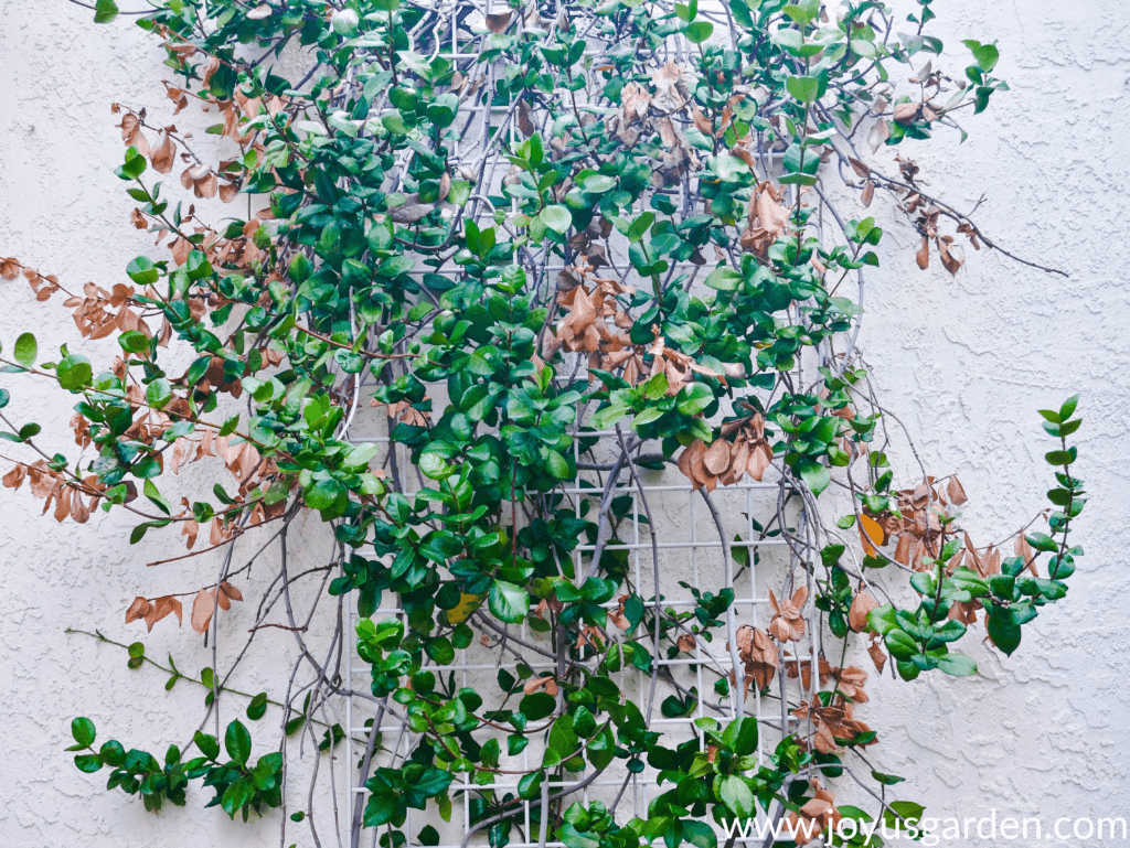 star jasmine confederate jasmine vine with many brown dead leaves due to sun burn & heat stress