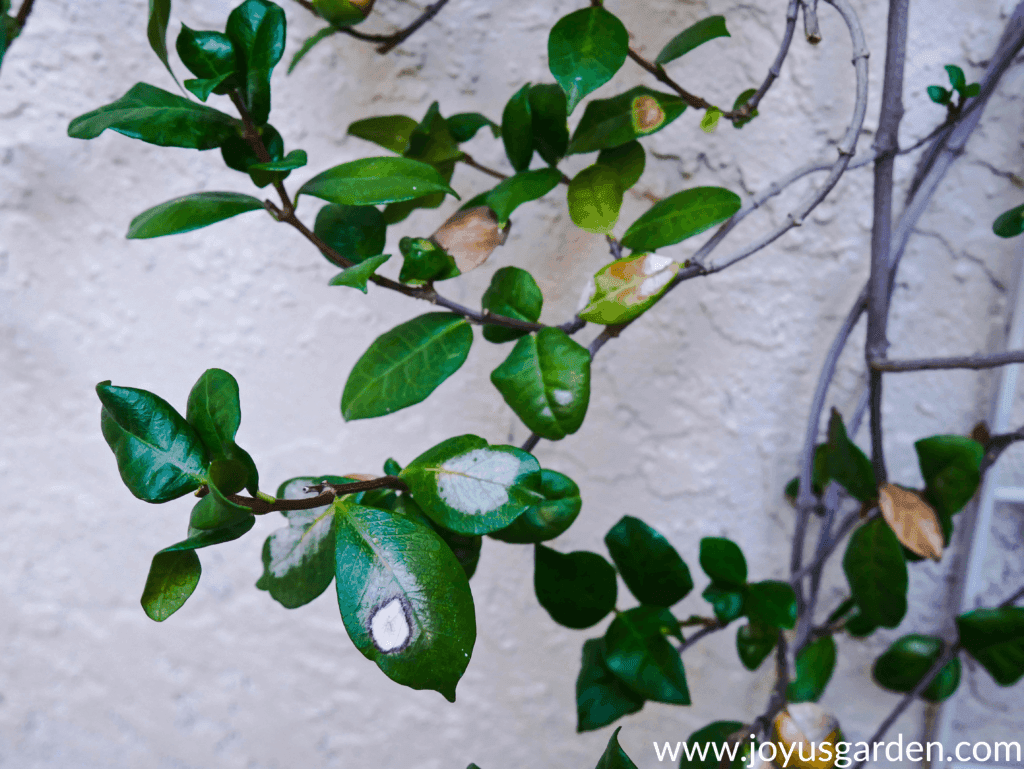 close up of star jasmine confederate jasmine leaves with sunburn