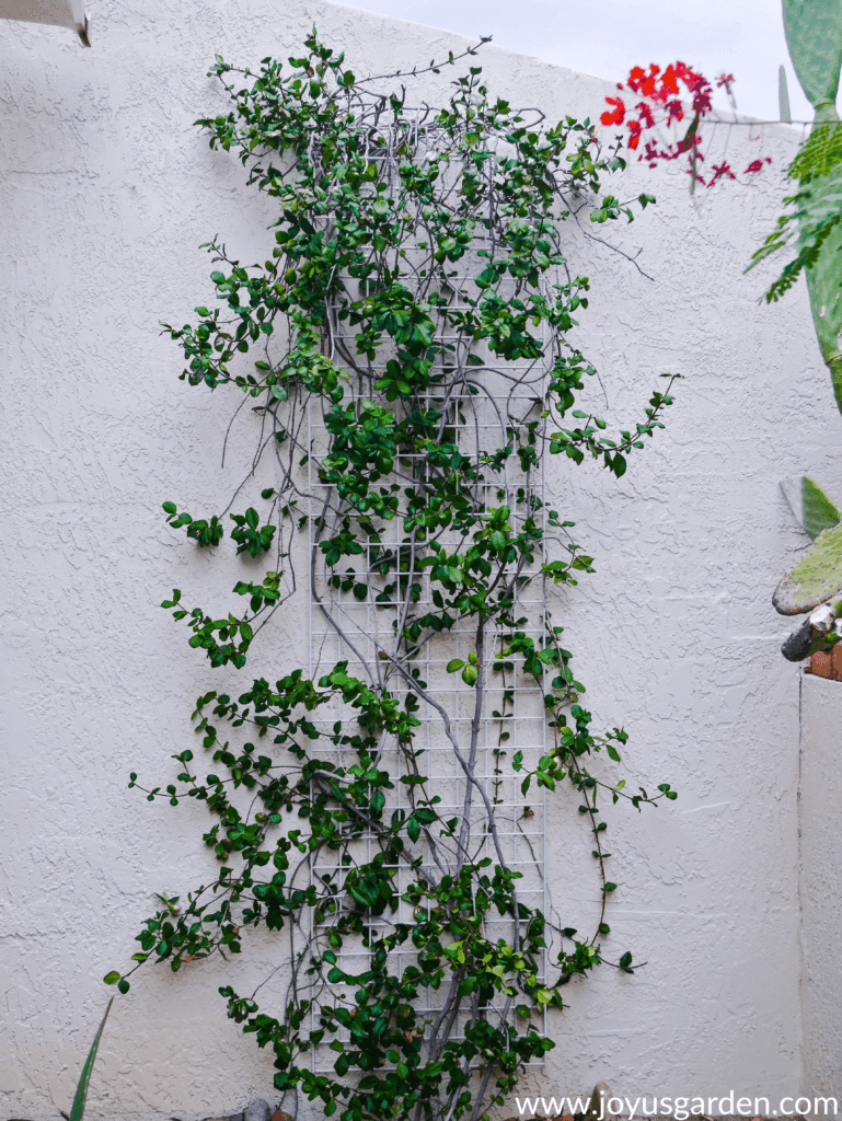 a thin star jasmine confederate jasmine vine after pruning growing up a white trellis against a white wall