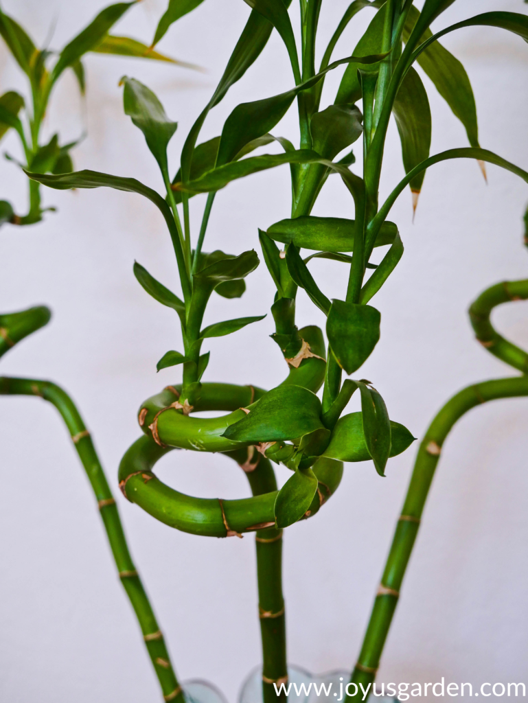 close up of the spiral stems of a lucky bamboo with foliage growth