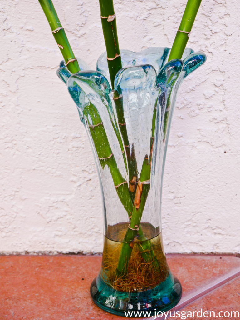 3 lucky bamboo stalks with orange roots in a glass vase 