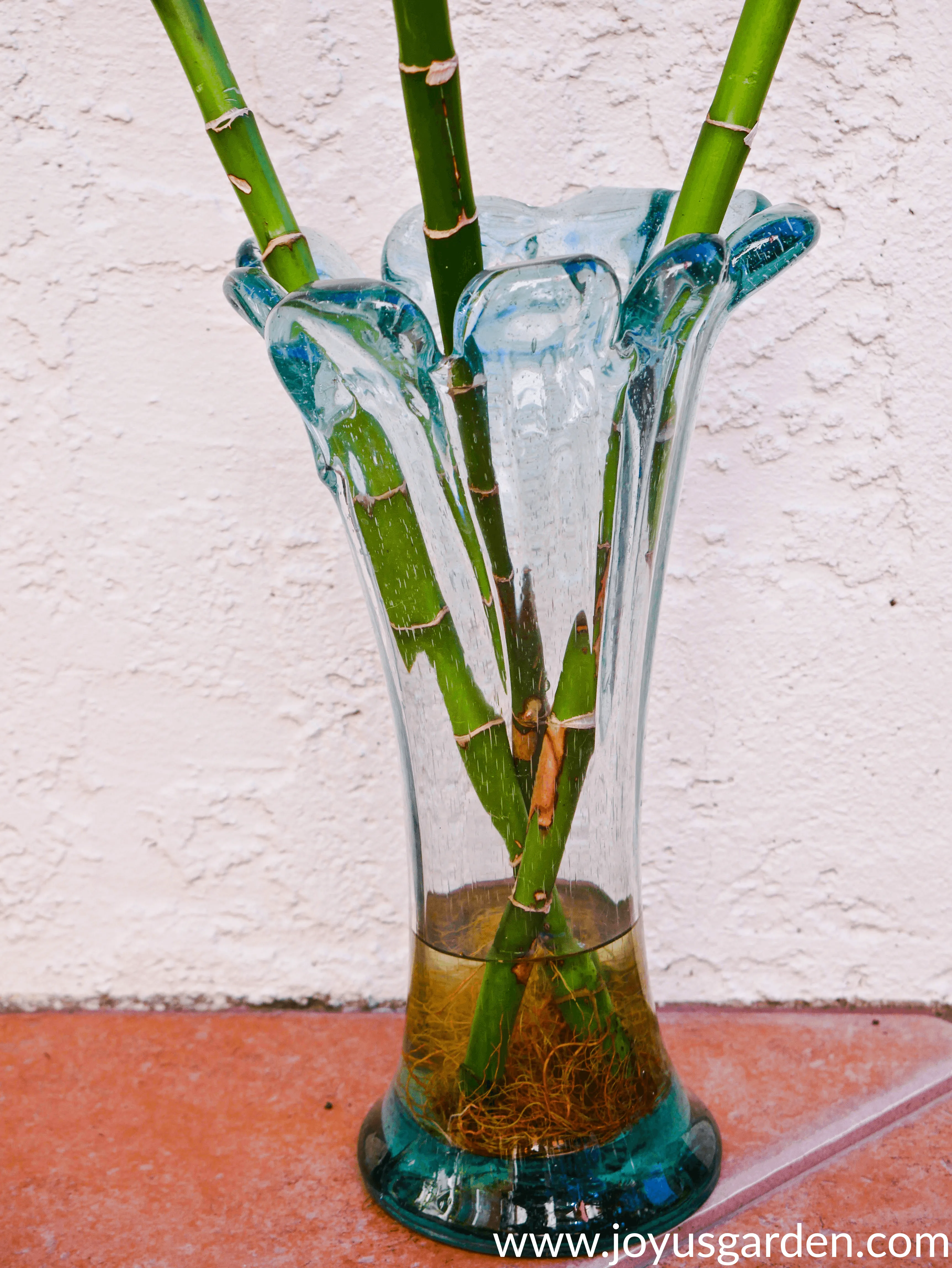 3 lucky bamboo stalks with orange roots in a glass vase